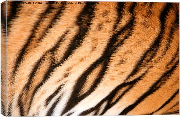  Hide of the Tiger Cub, Thailand  Canvas Print by Carole-Anne Fooks
