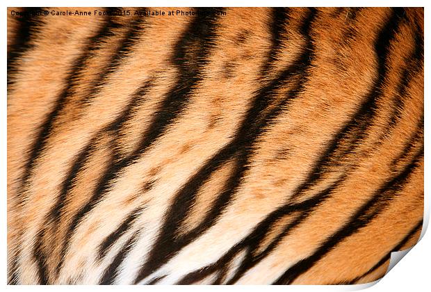 Hide of the Tiger Cub, Thailand  Print by Carole-Anne Fooks