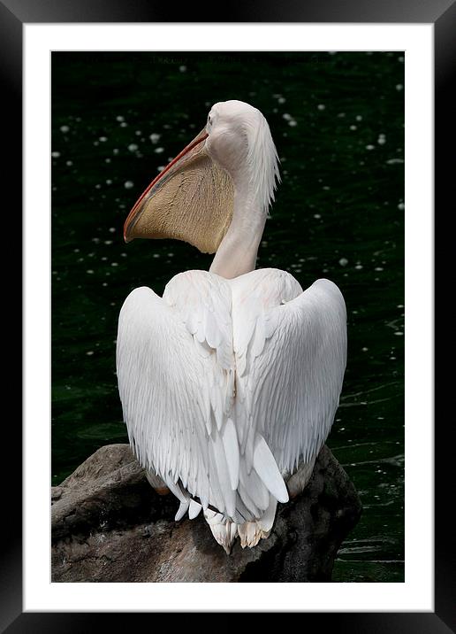  Great White Pelican Framed Mounted Print by Carole-Anne Fooks