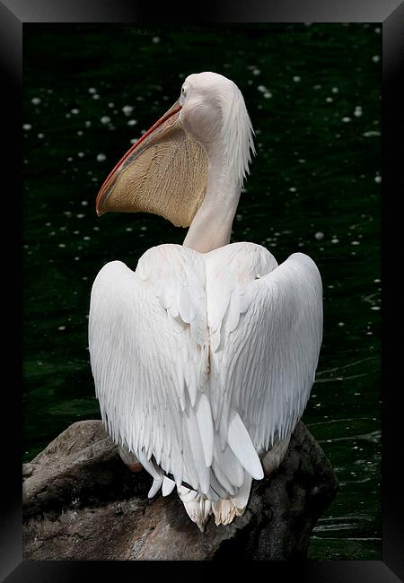  Great White Pelican Framed Print by Carole-Anne Fooks