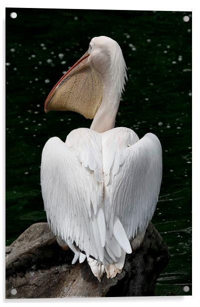  Great White Pelican Acrylic by Carole-Anne Fooks
