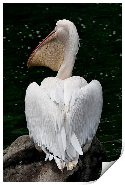  Great White Pelican Print by Carole-Anne Fooks