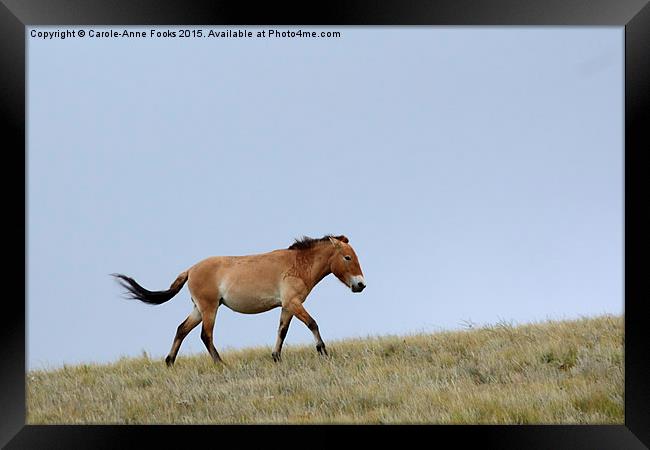    Przewalski's horse, Mongolia Framed Print by Carole-Anne Fooks