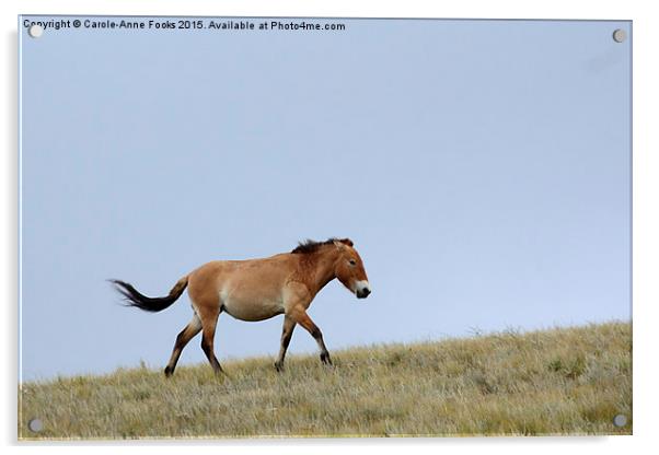    Przewalski's horse, Mongolia Acrylic by Carole-Anne Fooks