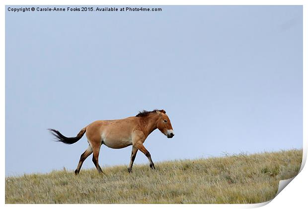    Przewalski's horse, Mongolia Print by Carole-Anne Fooks