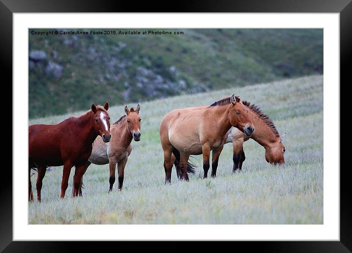    Przewalski's Horses, Grazing on a Hillside, Mon Framed Mounted Print by Carole-Anne Fooks