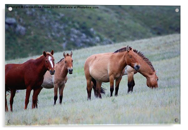    Przewalski's Horses, Grazing on a Hillside, Mon Acrylic by Carole-Anne Fooks