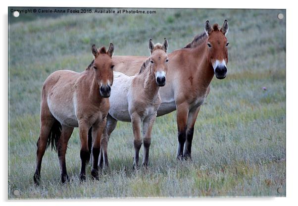    Przewalski's Horses, Mongolia Acrylic by Carole-Anne Fooks
