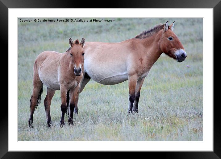  Przewalski's Horses, Mongolia Framed Mounted Print by Carole-Anne Fooks