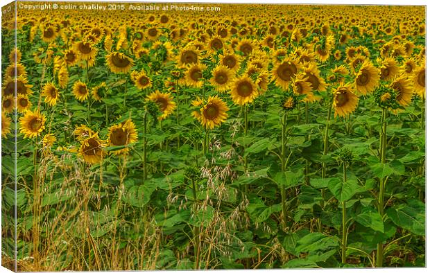  Sunflowers and Grasses Canvas Print by colin chalkley