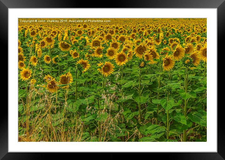 Sunflowers and Grasses Framed Mounted Print by colin chalkley
