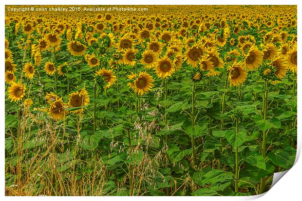  Sunflowers and Grasses Print by colin chalkley