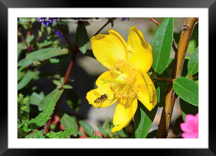  The 'intricate' Hypericum bloom Framed Mounted Print by Frank Irwin