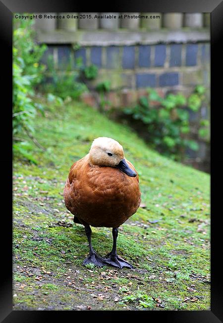  Ruddy Shelduck Framed Print by Rebecca Giles