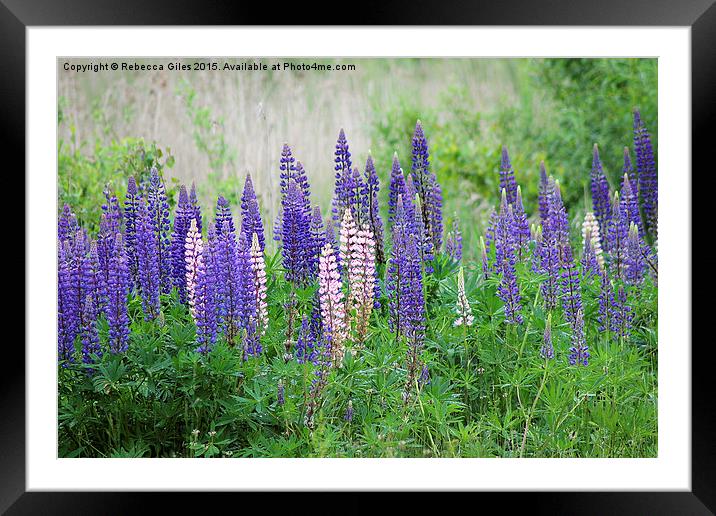  Lupins Framed Mounted Print by Rebecca Giles