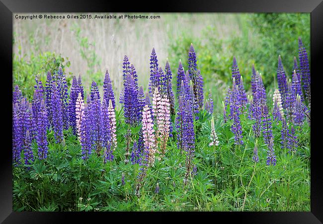  Lupins Framed Print by Rebecca Giles