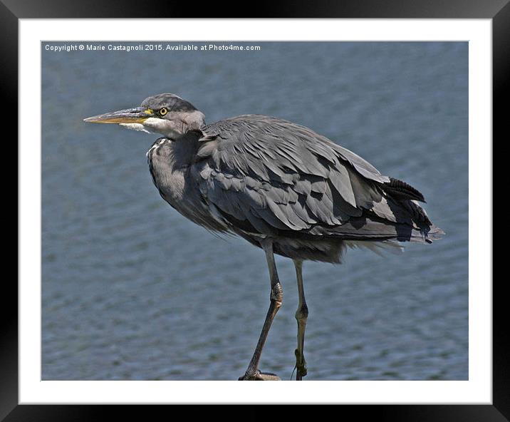  Young Grey Heron Framed Mounted Print by Marie Castagnoli