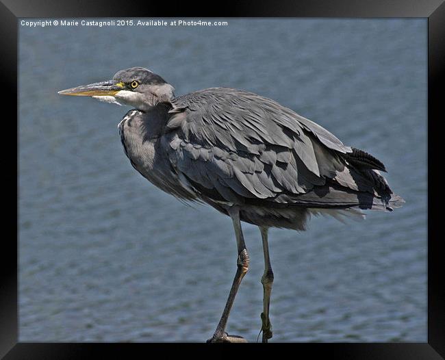  Young Grey Heron Framed Print by Marie Castagnoli