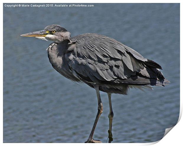  Young Grey Heron Print by Marie Castagnoli