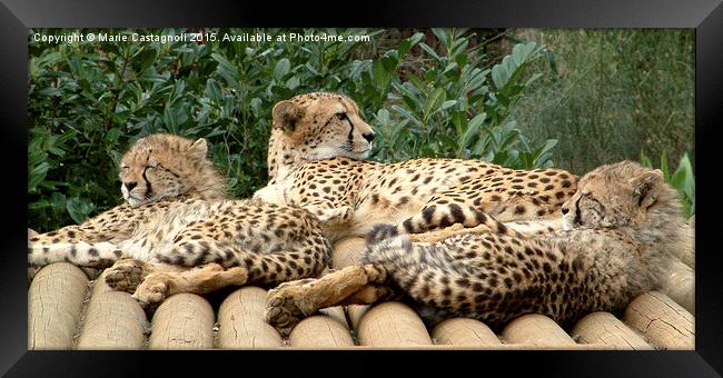    Mother And Cubs Framed Print by Marie Castagnoli