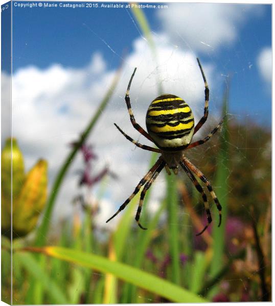  A Wasp Spider  Canvas Print by Marie Castagnoli