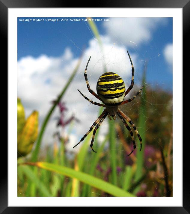  A Wasp Spider  Framed Mounted Print by Marie Castagnoli