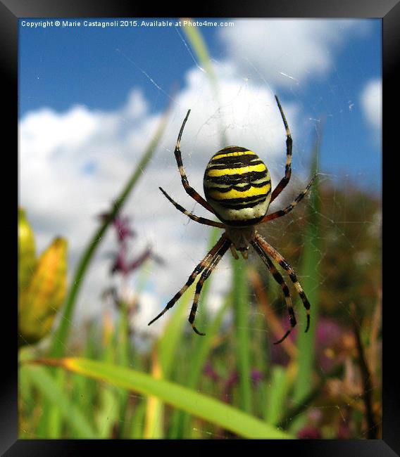  A Wasp Spider  Framed Print by Marie Castagnoli