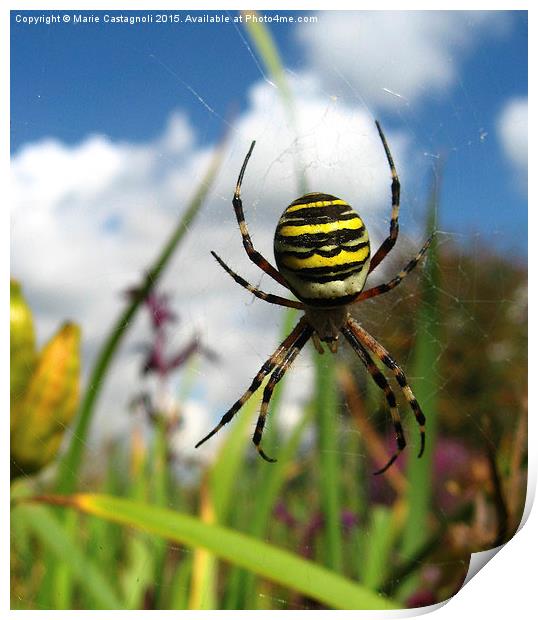  A Wasp Spider  Print by Marie Castagnoli