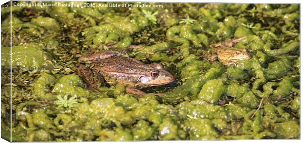   Two Marsh Frogs Canvas Print by Marie Castagnoli