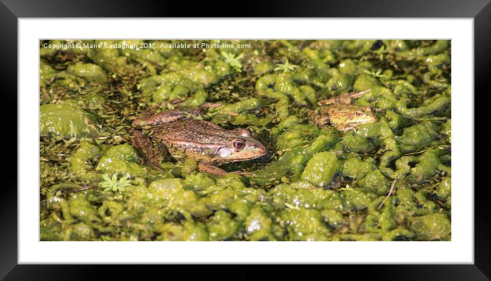   Two Marsh Frogs Framed Mounted Print by Marie Castagnoli
