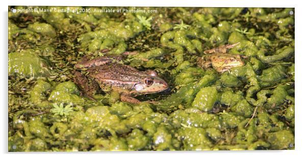   Two Marsh Frogs Acrylic by Marie Castagnoli