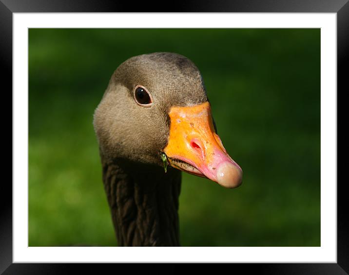 Who are you looking At Framed Mounted Print by Dave Windsor