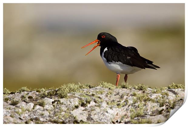 Oystercatcher Print by Gabor Pozsgai