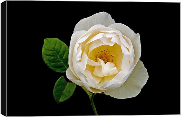A White Rose Canvas Print by john joyce