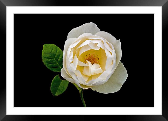 A White Rose Framed Mounted Print by john joyce