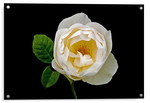 A White Rose Acrylic by john joyce
