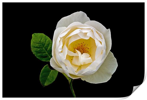 A White Rose Print by john joyce