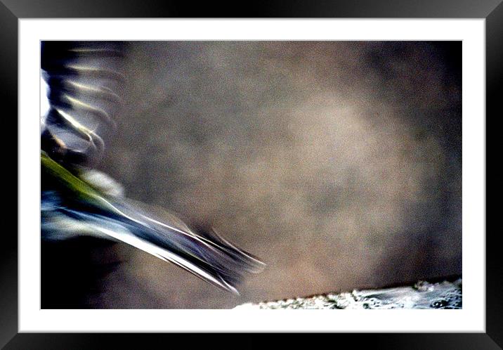 Bird in the Wing Framed Mounted Print by john joyce