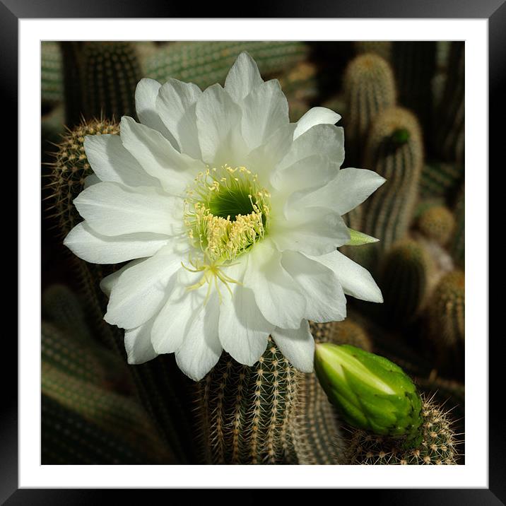 Cactus Flower Framed Mounted Print by Alan Pickersgill