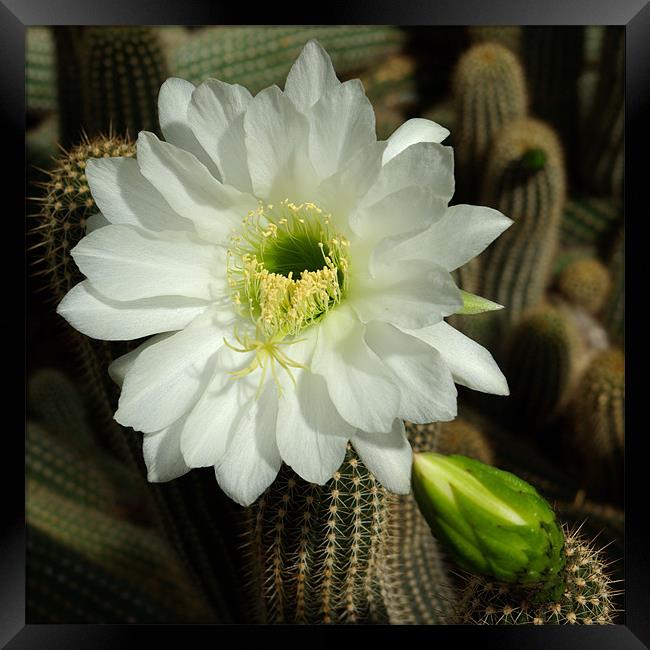 Cactus Flower Framed Print by Alan Pickersgill