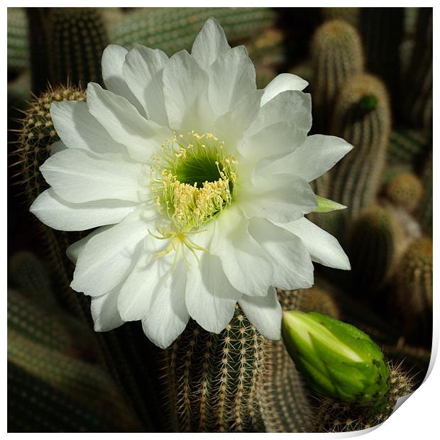 Cactus Flower Print by Alan Pickersgill