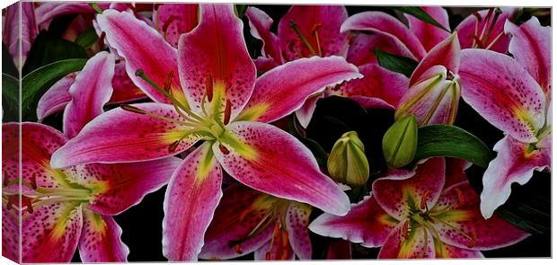  Lily's Bold and Beautiful Flowers Canvas Print by Sue Bottomley