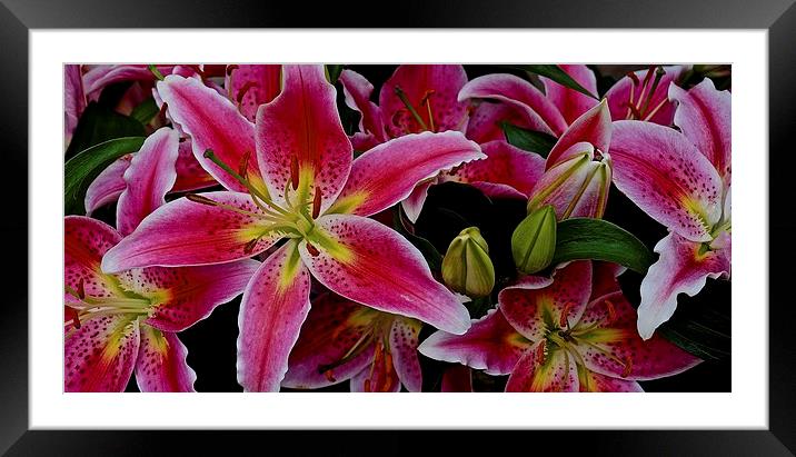  Lily's Bold and Beautiful Flowers Framed Mounted Print by Sue Bottomley
