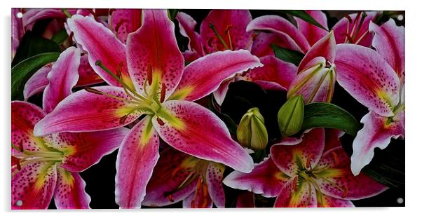  Lily's Bold and Beautiful Flowers Acrylic by Sue Bottomley