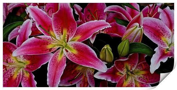  Lily's Bold and Beautiful Flowers Print by Sue Bottomley