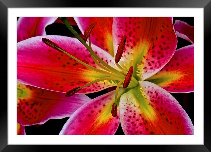 Lily Bold and Beautiful Flower  Framed Mounted Print by Sue Bottomley