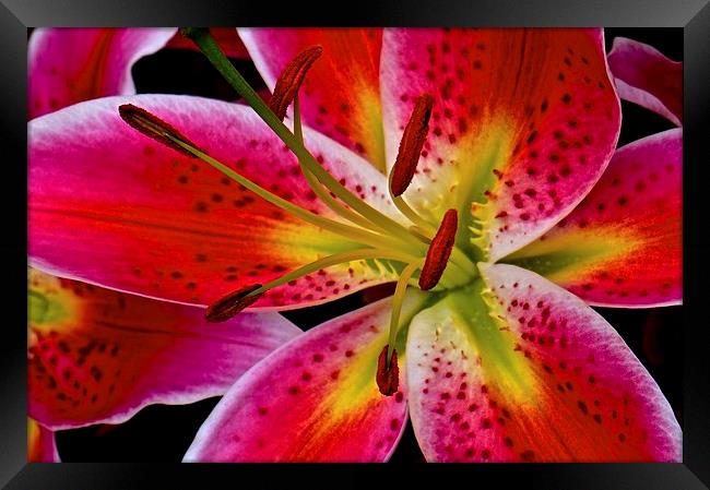 Lily Bold and Beautiful Flower  Framed Print by Sue Bottomley