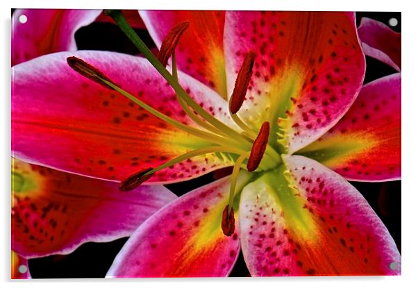 Lily Bold and Beautiful Flower  Acrylic by Sue Bottomley