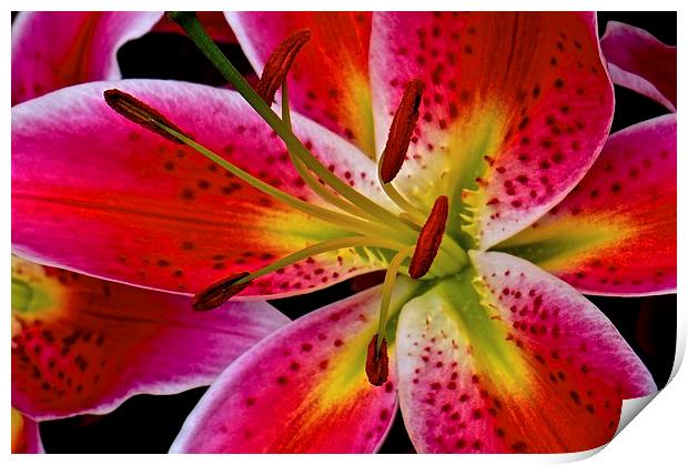 Lily Bold and Beautiful Flower  Print by Sue Bottomley