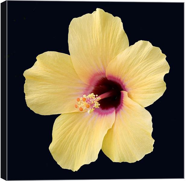 Hibiscus Canvas Print by Mike Gorton